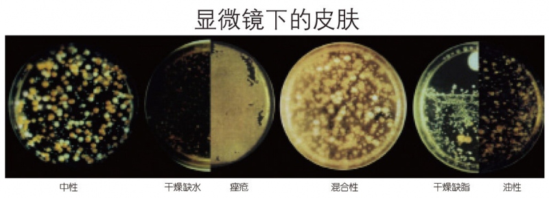 显微镜下的皮肤